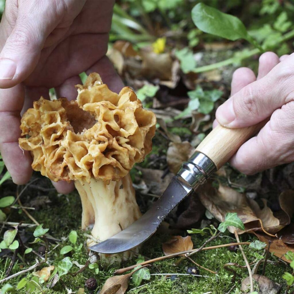 Coltello per funghi